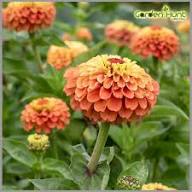 Lime Orange Zinnia Flower Seeds for Planting – Heirloom, Non-GMO, High Germination Organic Garden Seeds