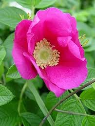 Pink Rugosa Flower Seeds for Planting – Garden Favorite, Heirloom, Non-GMO, High Germination Organic Garden Seeds