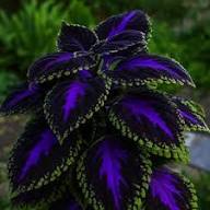 Deep Blue Coleus Flower Seeds for Planting | Heirloom Non-GMO High Germination Organic Garden Seeds