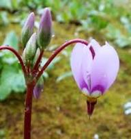 Pink White Dodecatheon Flower Seeds for Planting – Heirloom, Non-GMO, High Germination Organic Garden Seeds