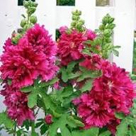 Purple Hollyhock Flower Seeds for Planting – Heirloom, Non-GMO, Sun Loving Organic Garden Seeds