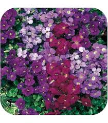 Aubrieta Flower Seeds for Planting – Heirloom, Non-GMO, High Germination Organic Garden Seeds