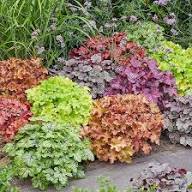 Mix Heuchera Champagne Flower Seeds for Planting – Heirloom, Non-GMO, Pollinator Friendly, Organic Garden Seeds