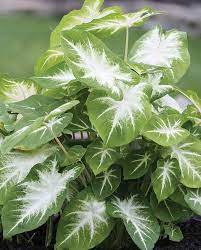 Caladium Flower Seeds for Planting – Hardy Variety, Heirloom, Non-GMO, High Germination Garden Seeds