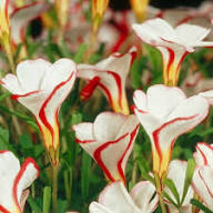 Red White Candy Cane Flower Seeds for Planting – Wildflower Mix, Heirloom, Non-GMO, High Germination