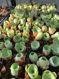 Aamish Succulent Flower Seeds for Planting - Heirloom, Non-GMO, High Germination Organic Garden Seeds