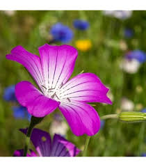 Agrostemma Ocean Pearl Flower Seeds for Planting – Garden Favorite, Heirloom, Non-GMO, High Germination