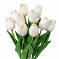 Tulip Flower Seeds for Planting – Garden Favorite Heirloom, Non-GMO, High Germination Organic Garden Seeds