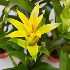 Bromeliad Tillandsia Bulbosa Yellow Seeds for Planting – Heirloom, Non-GMO, High Germination Organic Seeds