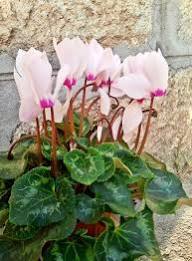 Pale Pink Cyclamen Flower Seeds for Planting - Heirloom, Non-GMO, High Germination, Organic Garden Seeds