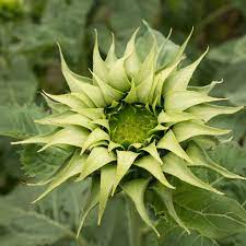Flower Seeds, Seeds,Seeds For Planting,Plant Seeds