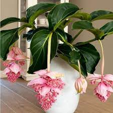Medinilla Flower seeds for Planting - Low Maintenance, Heirloom &amp; GMO Free Seeds for Home Garden