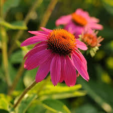 Yellow & Pink Echinacea purpurea Seeds for Planting – Heirloom, Non-GMO Wildflower Seeds for Pollinator & Home Gardens