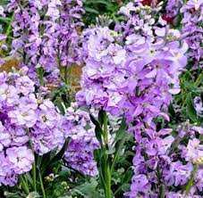 Flower Seeds, Seeds,Seeds For Planting,Plant Seeds