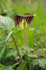 Green Arisaema Triphyllum Flower Seeds for Planting – Heirloom, Non-GMO, High Germination