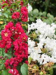 Mixed Crepe Myrtle Flower Seeds for Planting – Heirloom, Non-GMO, High Germination Organic Garden Seeds