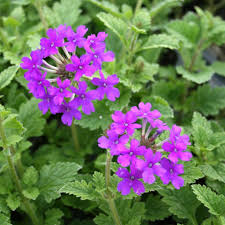 Purple Moss Verbena Flower Seeds for Planting – Heirloom, Non-GMO, Cut Flower Favorite, Organic Garden Seeds