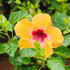Hibiscus Flower Seeds for Planting – Heirloom, Non-GMO, High Germination Organic Garden Seeds