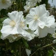 Abutilon Flower Seeds for Planting – Heirloom, Non-GMO, High Germination Organic Garden Seeds