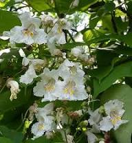 Catalpa Flower Seeds for Planting | Heirloom Non-GMO High Germination Organic Garden Seeds
