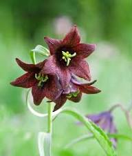 Chocolate Lilly Flower Seeds for Planting – Heirloom, Non-GMO, High Germination Organic Garden Seeds