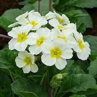 White &amp; Yellow Primula Malacoides Flower Seeds for Planting | Heirloom Non-GMO High Germination Organic Garden Seeds