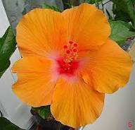 Orange Hibiscus Rosa-Sinensis Flower Seeds for Planting – Heirloom, Non-GMO, High Germination Organic Garden Seeds
