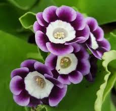 Violet Primrose Flower seeds for Planting – Garden Favorite, Heirloom & GMO Free Seeds for Home Garden, High Germination