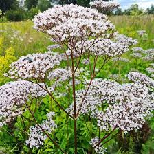 Valerian Root Seeds