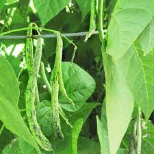 Rattlesnake Bean Seeds for Planting – Heirloom Non-GMO Striped Pole Beans – Organic Garden Seeds, High Germination