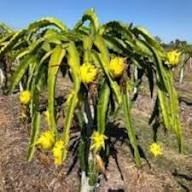Green Pitaya Fruit Seeds for Planting – Heirloom, Non-GMO, High Germination Organic Garden Seeds