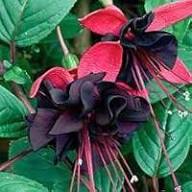 Black Pink Fuchsia Flower Seeds for Planting | Heirloom Non-GMO High Germination Organic Garden Seeds