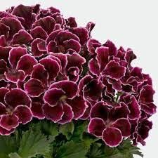 Geranium Flower Seeds for Planting | Heirloom Non-GMO Organic Garden Seeds, Shade Tolerant, High Germination