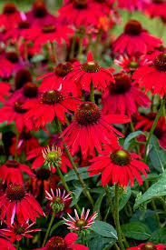 Red Perennial Flower Seeds for Planting – Heirloom, Non-GMO, Premium Quality Garden Seeds