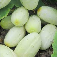 White Cucumber Vegetable Seeds for Planting – Heirloom & Non-GMO Garden Seeds
