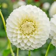 Dahlia Flower Seeds for Planting – Heirloom Non-GMO High Germination Organic Garden Seeds