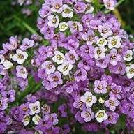 Heirloom Sweet Alyssum Flower Seeds for Planting – Garden Favorite, Non-GMO, High Germination Organic Garden Seeds