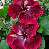 Maroon Hibiscus Flower Seeds for Planting – Heirloom, Non-GMO, Wildflower Mix Organic Garden Seeds