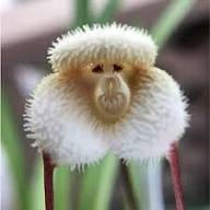 White Monkey Face Orchid Flower Seeds for Planting – Heirloom, Non-GMO, High Germination Organic Garden Seeds