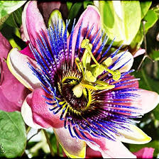 Mixed Colour Passion Flower Seeds 100 pcs – Non-GMO, High Germination Heirloom Organic Garden Seeds