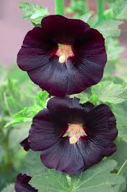 Heirloom Hollyhock Flower Seeds for Planting – Easy to Grow, Non-GMO, High Germination Organic Garden Seeds