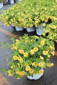 White Yellow Calibrachoa Seeds for Planting – Organic, Heirloom, Non-GMO