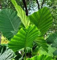 Green Alocasia Flower Seeds for Planting – Heirloom Non-GMO High Germination Organic Garden Seeds