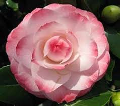 White Purple Camellia Flower Seeds for Planting – Heirloom, Non-GMO, High Germination Organic Garden Seeds