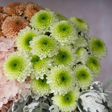 Green White Chrysanthemum Flower Seeds for Planting | Heirloom Non-GMO Organic Garden Seeds, Bright Blooms, High Germination