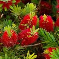Brush Flower Seeds for Planting - Drought Tolerant, Heirloom &amp; GMO Free Seeds for Home Garden Non-GMO