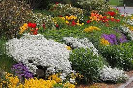 Alyssum Flower Seeds for Planting – Compact Growth, Heirloom, Non-GMO, High Germination Organic Garden Seeds