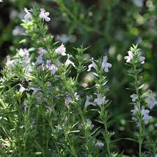 Winter Savory Seeds (Satureja montana) for Planting – Organic, Heirloom, Non-GMO Culinary Herb for Gardens