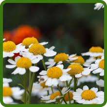 Feverfew Flower Seeds for Planting – Heirloom, Non-GMO, Wildflower Mix Organic Garden Seeds
