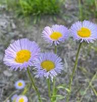 Lavender Erigeron Flower Seeds for Planting - Drought Tolerant, Heirloom & Non-GMO Seeds for Home Garden
